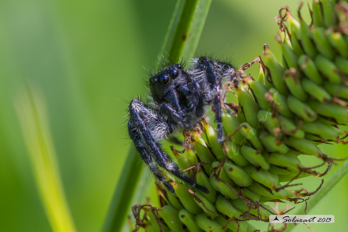 Carrhotus xanthogramma  -  (generic: jumping spider) - (maschio)