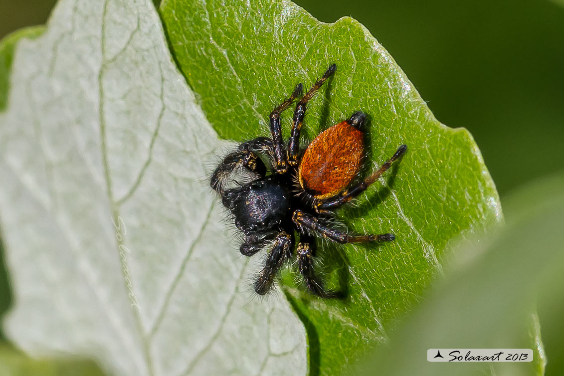 Carrhotus xanthogramma - maschio