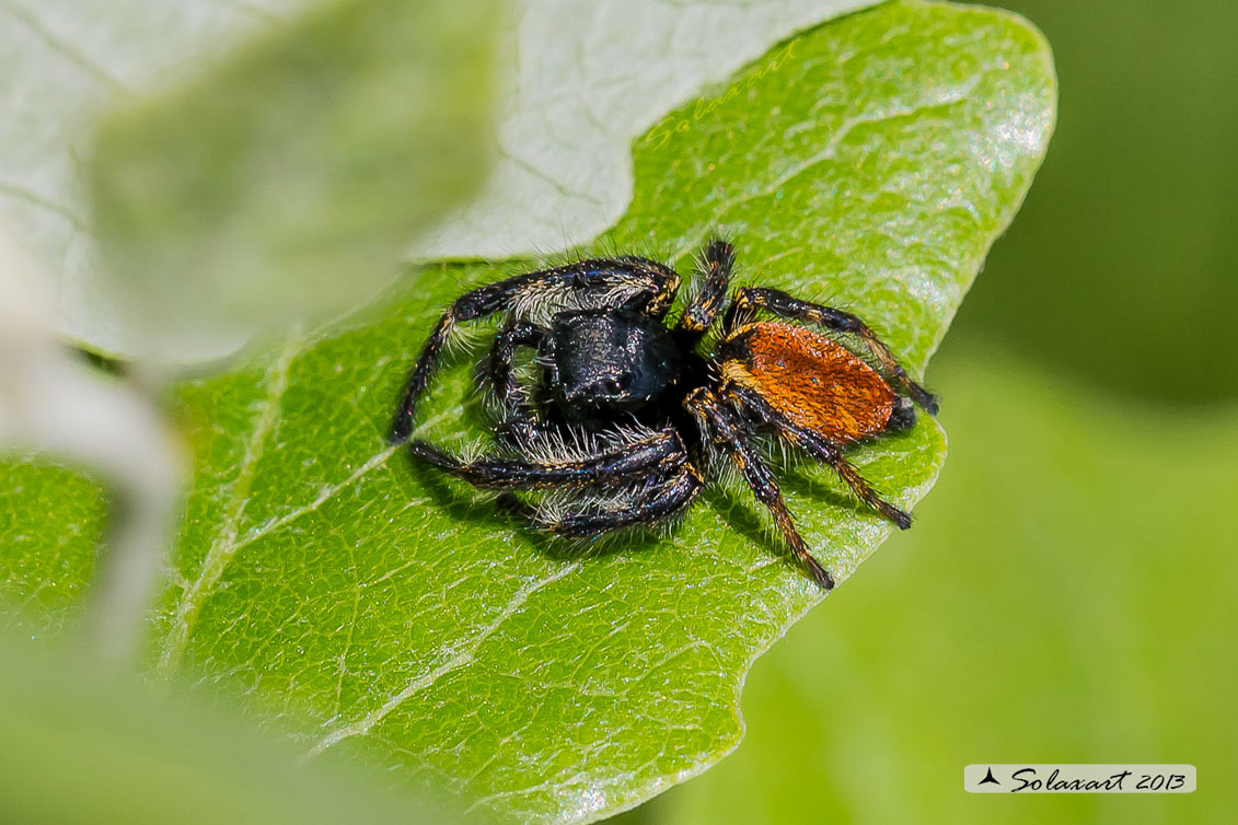 Carrhotus xanthogramma - maschio