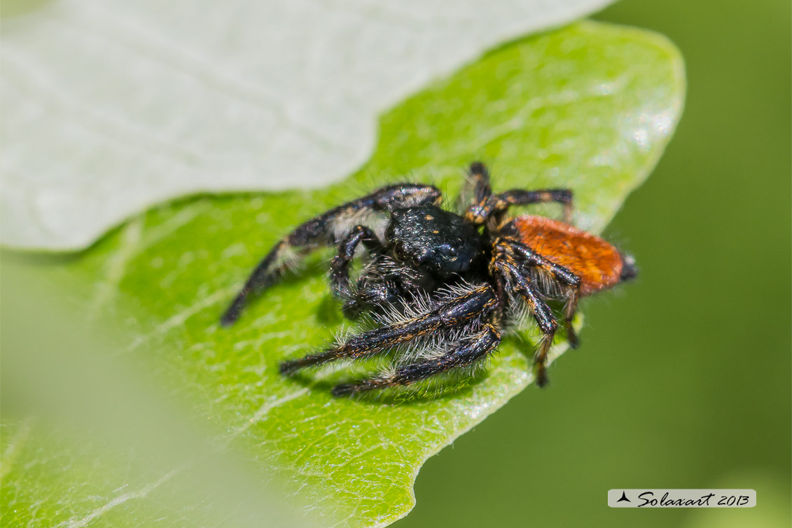 Carrhotus xanthogramma  -  (generic: jumping spider) - (maschio)