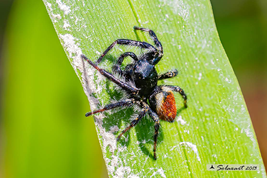Carrhotus xanthogramma  -  (generic: jumping spider) - (maschio)