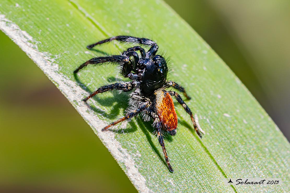 Carrhotus xanthogramma  -  (generic: jumping spider) - (maschio)