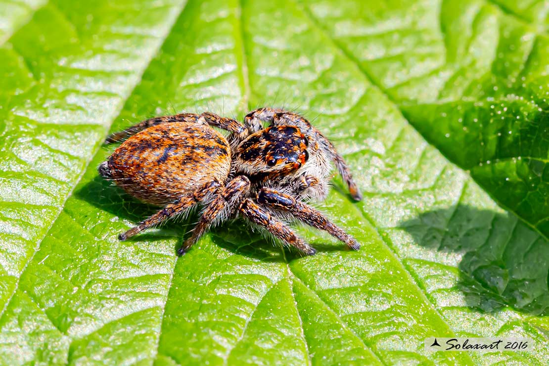 Carrhotus xanthogramma  -  (generic: jumping spider) - (femmina)