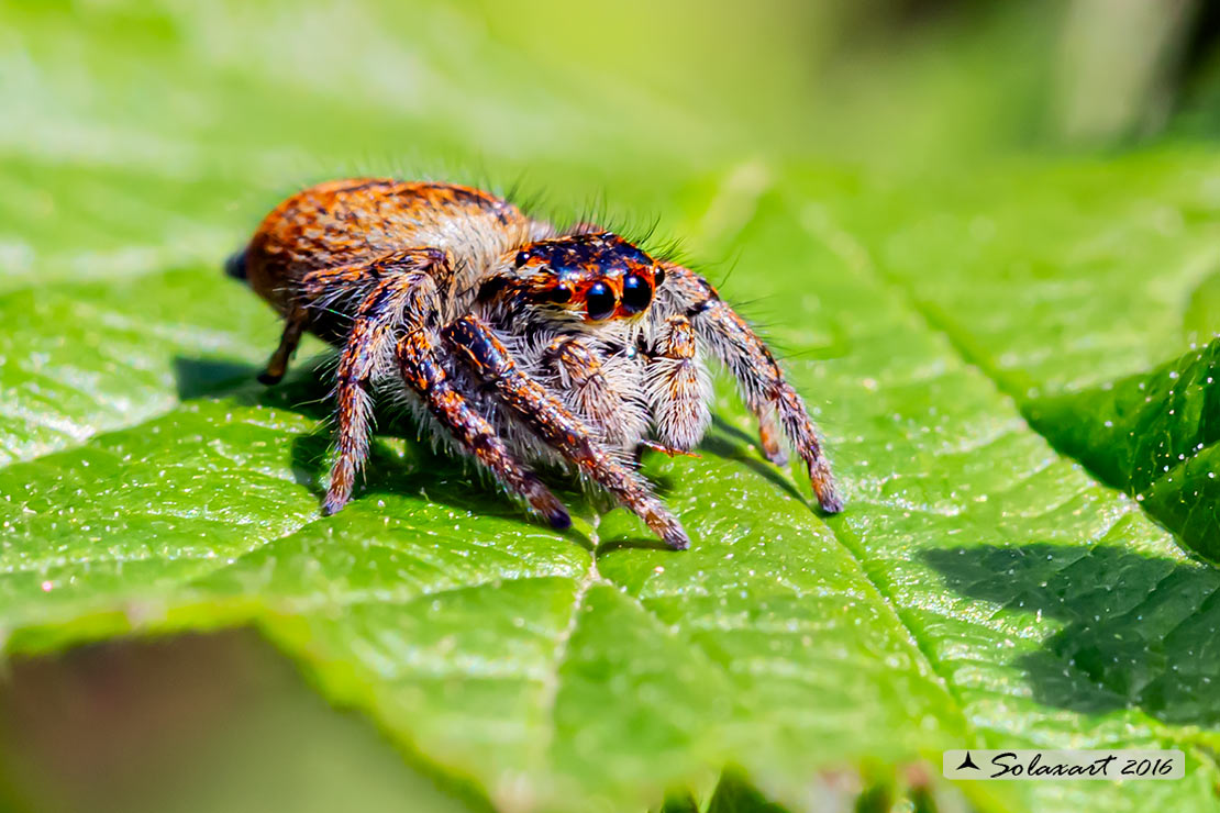 Carrhotus xanthogramma  -  (generic: jumping spider) - (femmina)