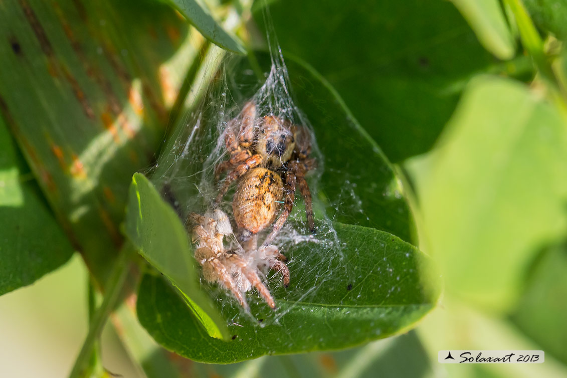 Salticidae - Carrhotus xanthogramma femmina