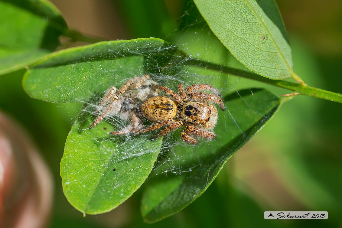 Salticidae - Carrhotus xanthogramma femmina