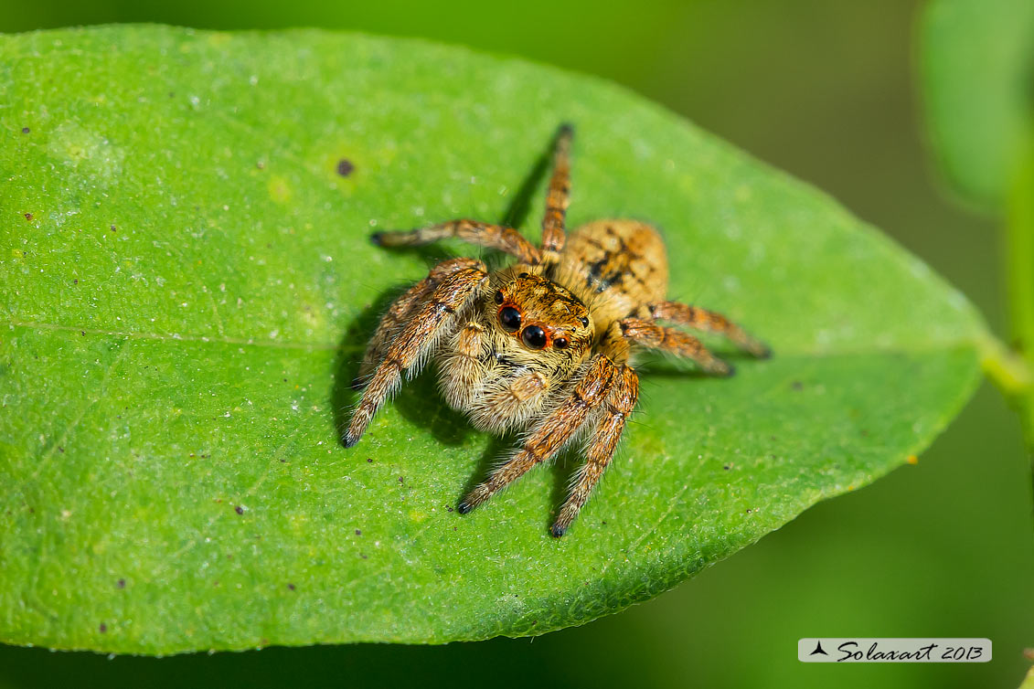 Salticidae - Carrhotus xanthogramma femmina