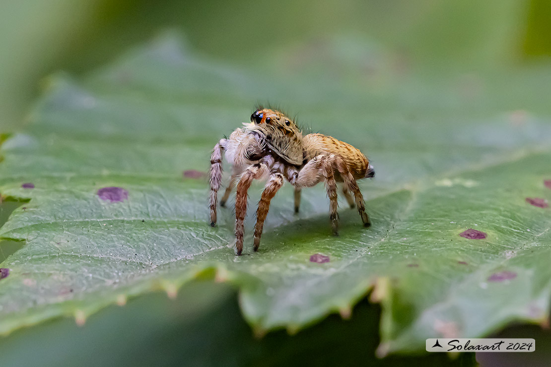 Carrhotus xanthogramma - (femmina)
