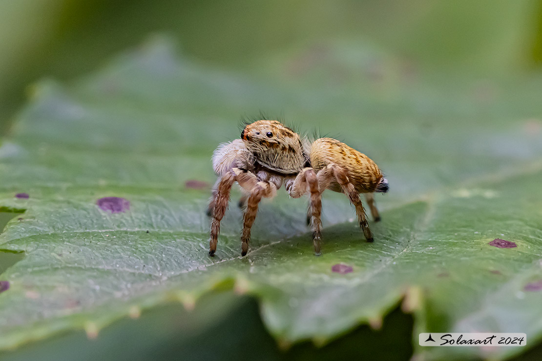 Carrhotus xanthogramma - (femmina)