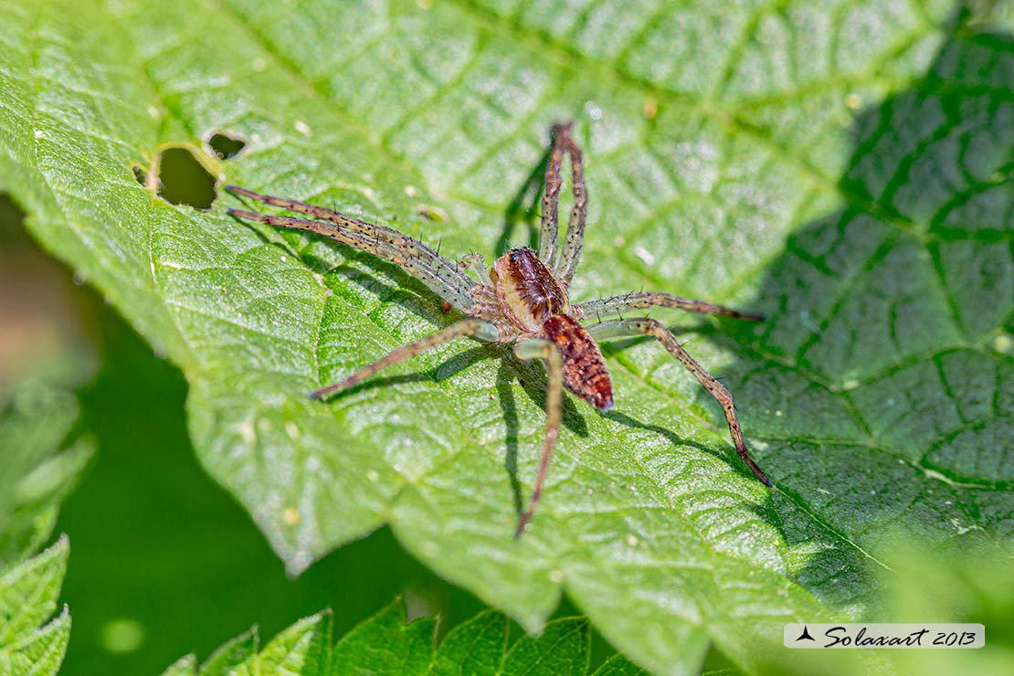 Dolomedes sp; ragno pescatore; raft spider