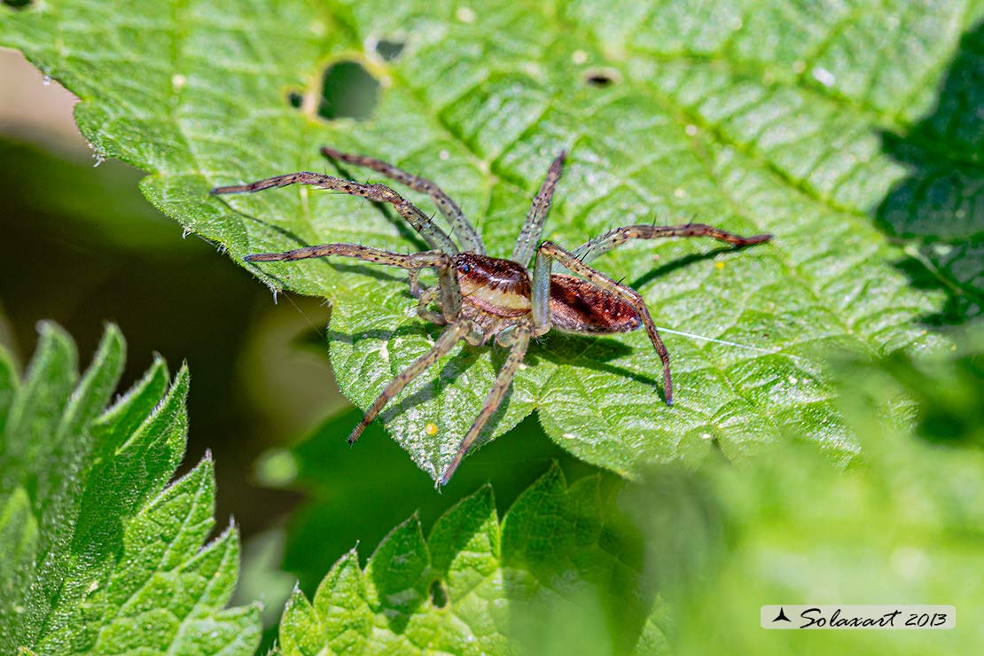 Dolomedes sp; ragno pescatore; raft spider