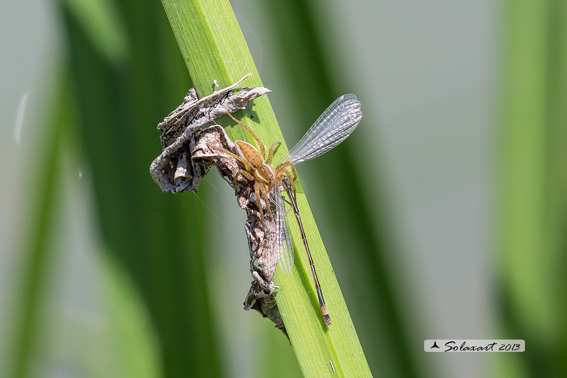 Ischnura elegans-male (immatura) predata da Dolomedes fimbriatus