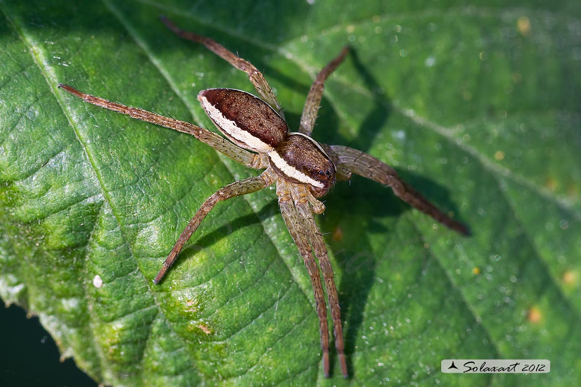 Dolomedes fimbriatus: ragno pescatore - raft spider