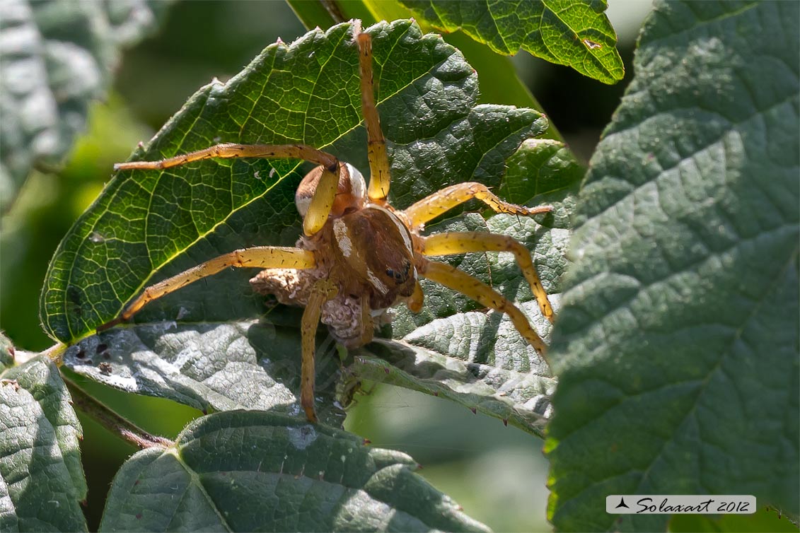 Dolomedes fimbriatus: ragno pescatore - raft spider