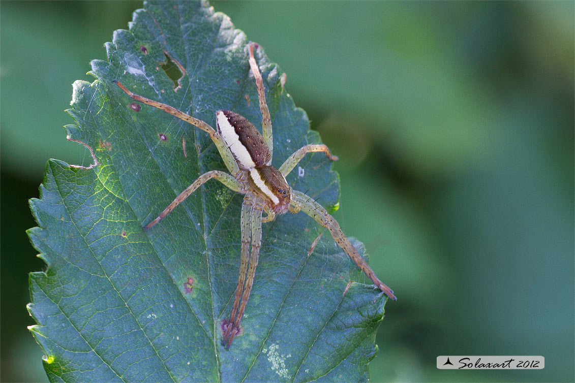 Dolomedes fimbriatus: ragno pescatore - raft spider