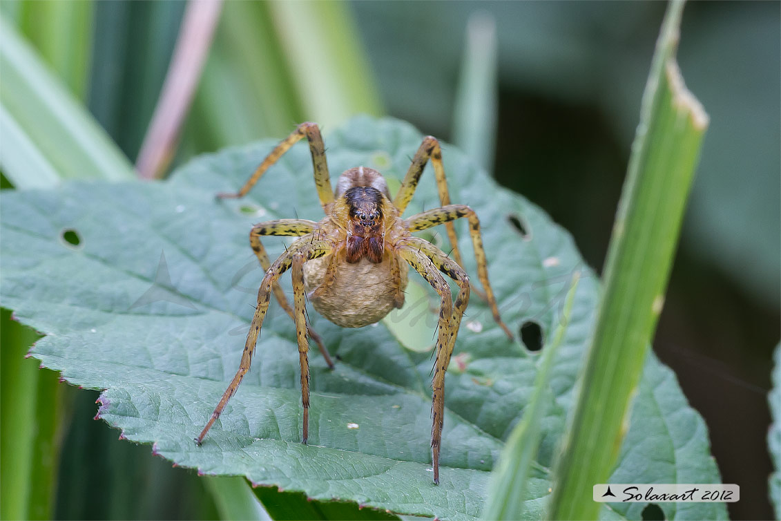 Dolomedes fimbriatus: ragno pescatore - raft spider  -   femmina con sacco ovarico