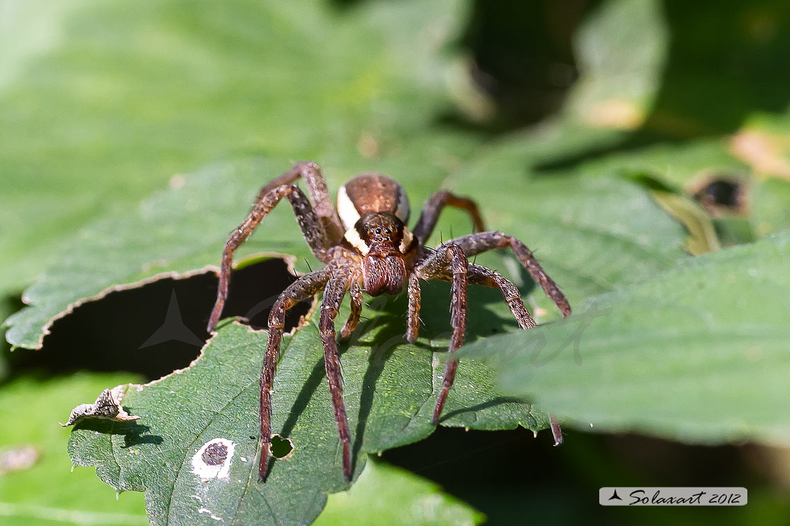 Dolomedes fimbriatus: ragno pescatore - raft spider