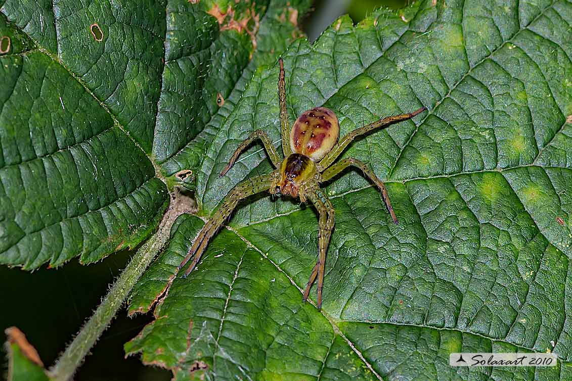 Dolomedes fimbriatus: ragno pescatore - raft spider