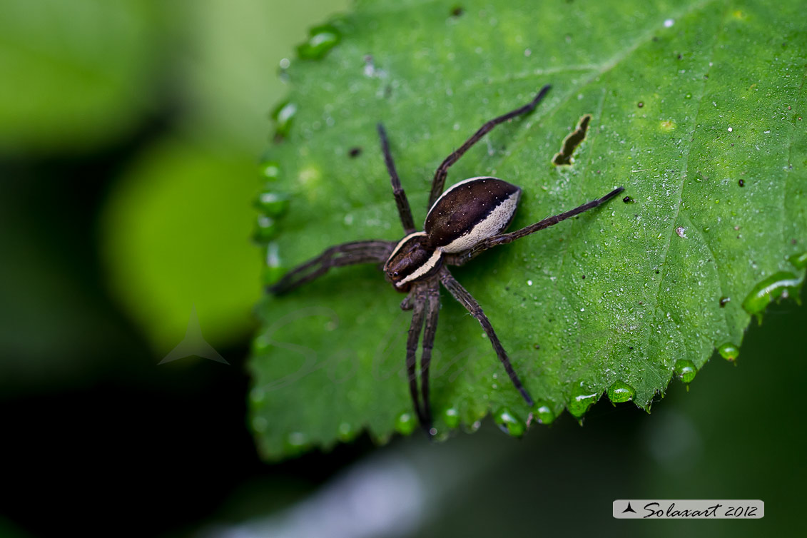 Dolomedes fimbriatus