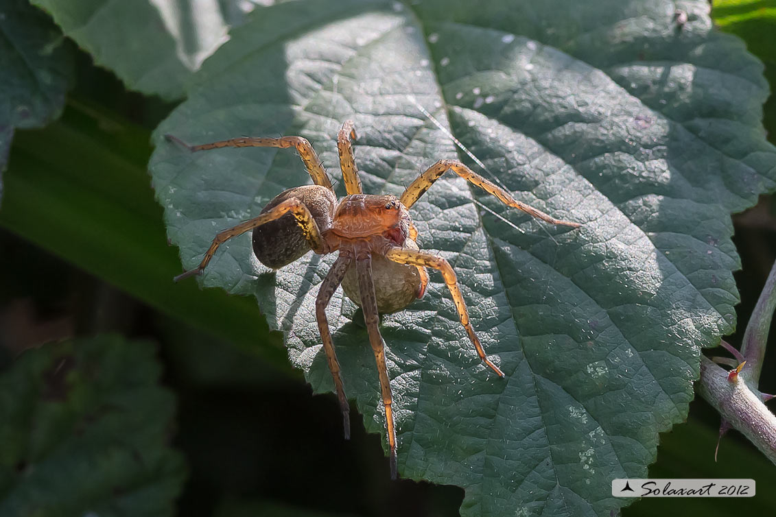 Dolomedes fimbriatus: ragno pescatore - raft spider