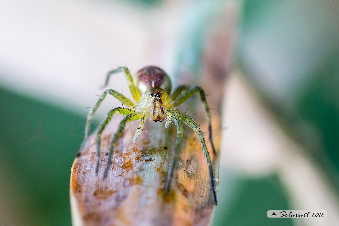 Dolomedes fimbriatus: ragno pescatore - raft spider