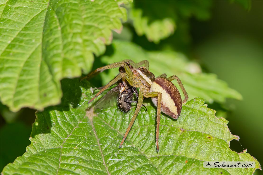 Dolomedes fimbriatus: ragno pescatore - raft spider - Predazione