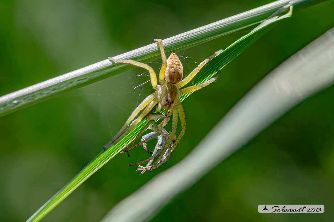 Dolomedes fimbriatus: ragno pescatore - raft spider - muta