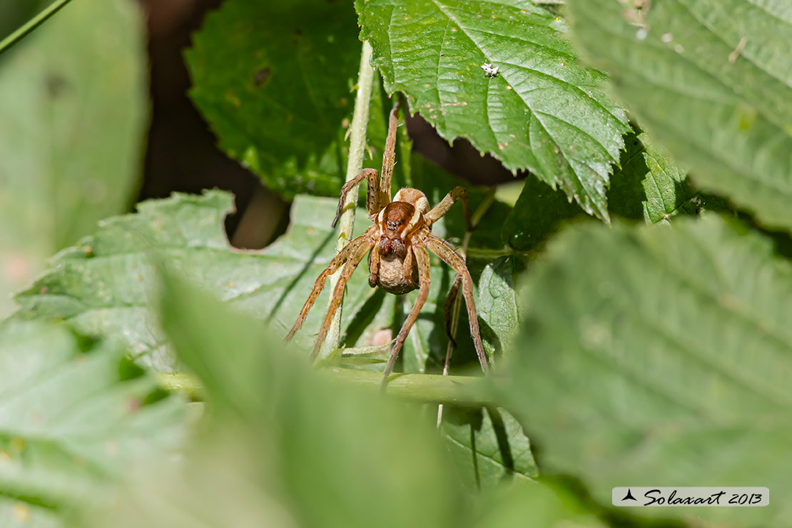 Dolomedes fimbriatus: ragno pescatore - raft spider - femmina con sacco ovarico