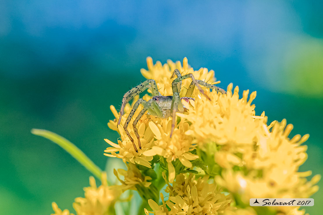 Dolomedes fimbriatus: ragno pescatore - raft spider