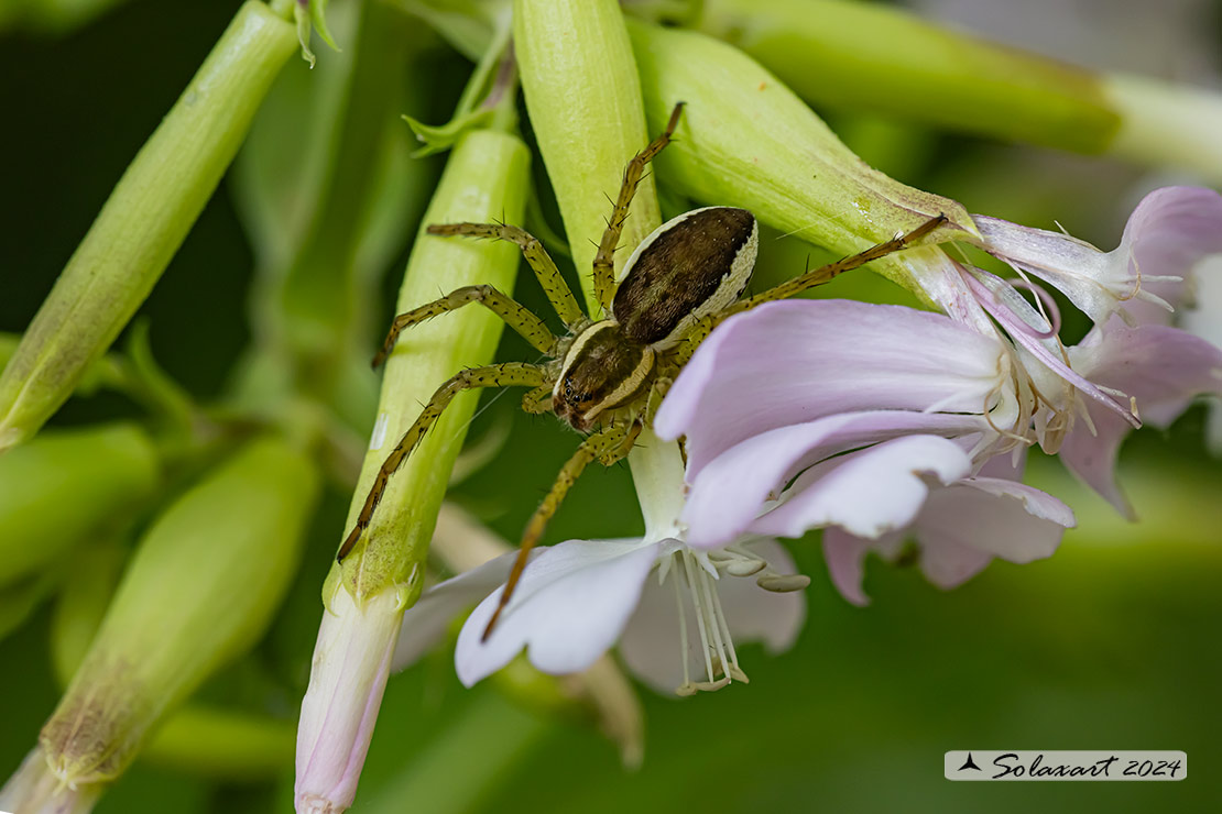 Dolomedes fimbriatus: ragno pescatore - raft spider