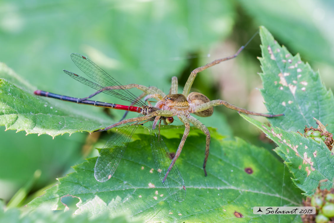 Dolomedes plantarius - ragno pescatore - Great raft spider