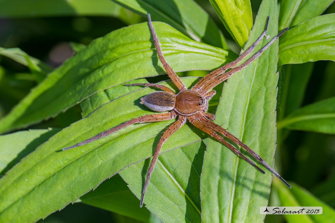 Dolomedes plantarius - Great raft spider