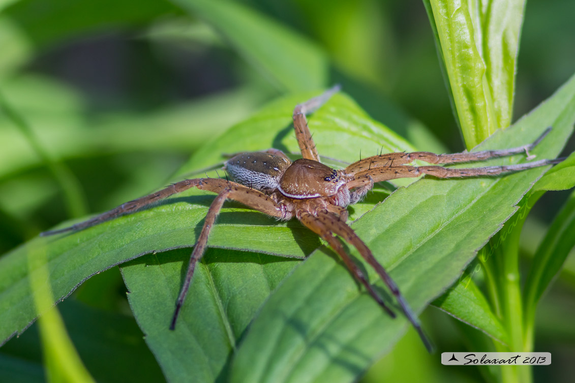 Dolomedes plantarius - Great raft spider
