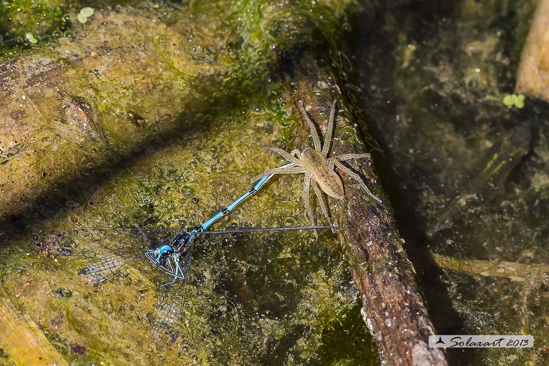 Dolomedes plantarius - ragno pescatore - Great raft spider (Predazione)