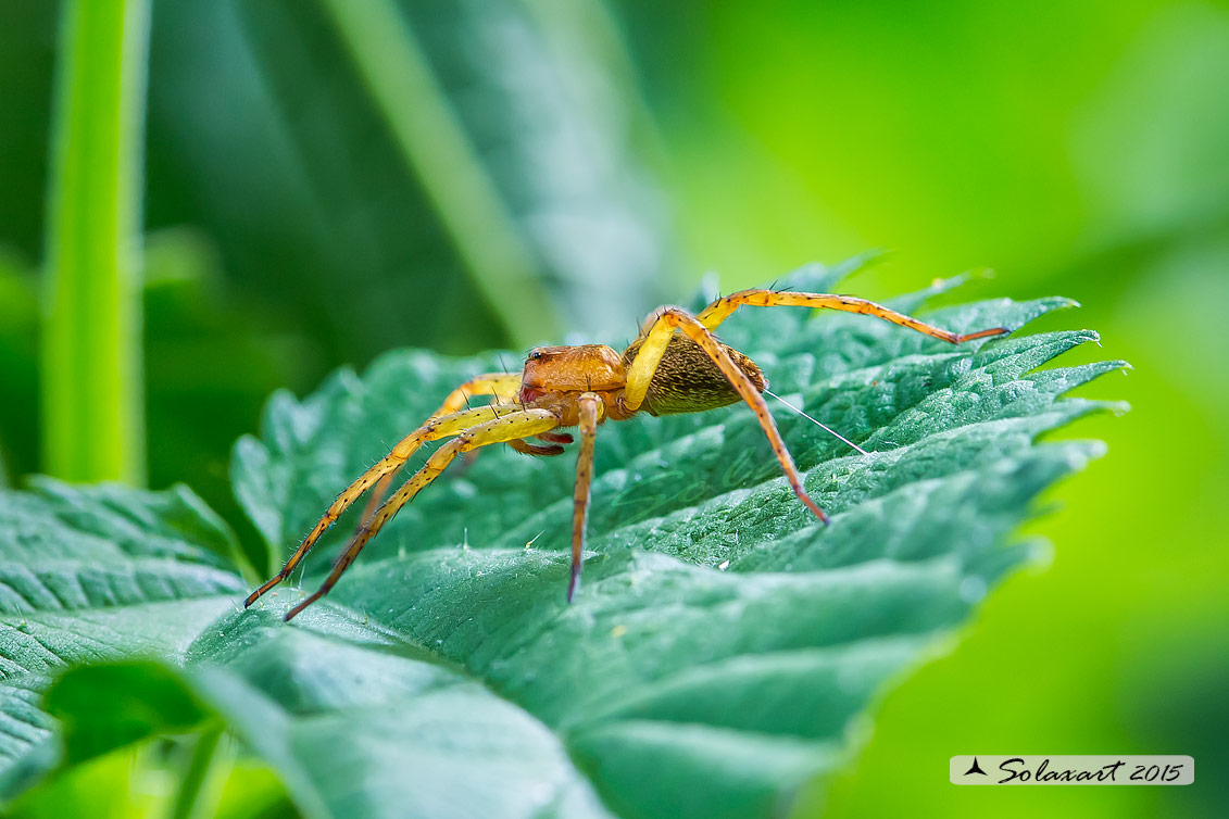 Dolomedes plantarius - Great raft spider