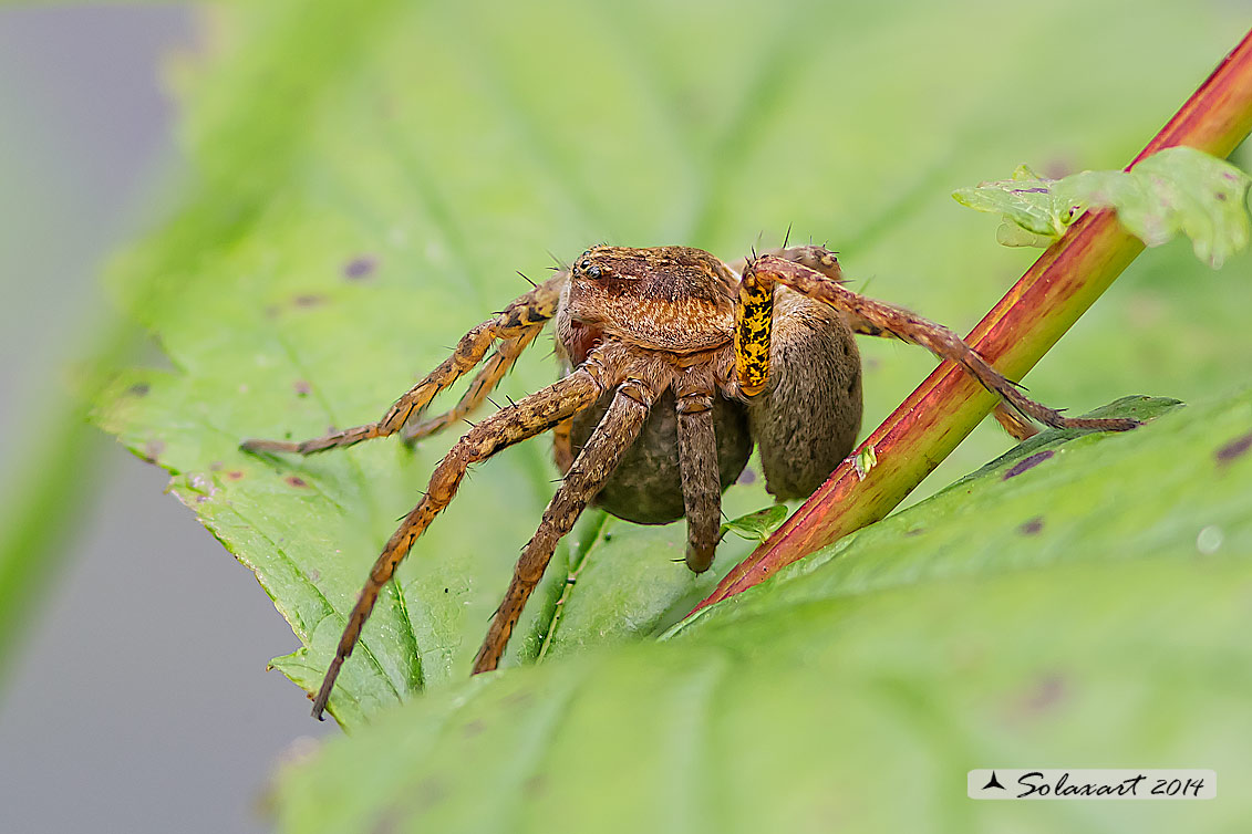 Dolomedes plantarius - ragno pescatore - Great raft spider - femmina con ovisacco