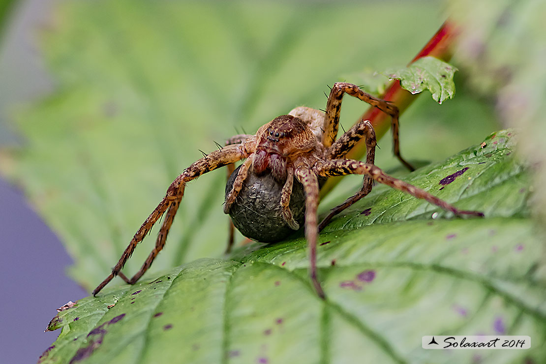 Dolomedes plantarius - ragno pescatore - Great raft spider - femmina con ovisacco