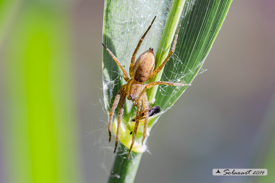 Dolomedes plantarius - Great raft spider