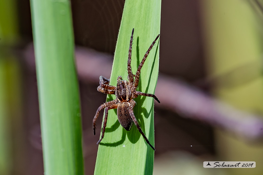 Dolomedes plantarius - Great raft spider