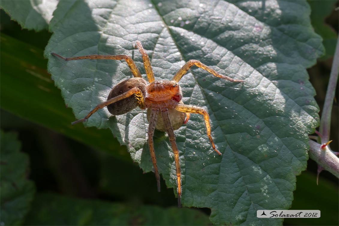 Dolomedes sp - ragno pescatore - raft spider ( femmina con ovisacco)