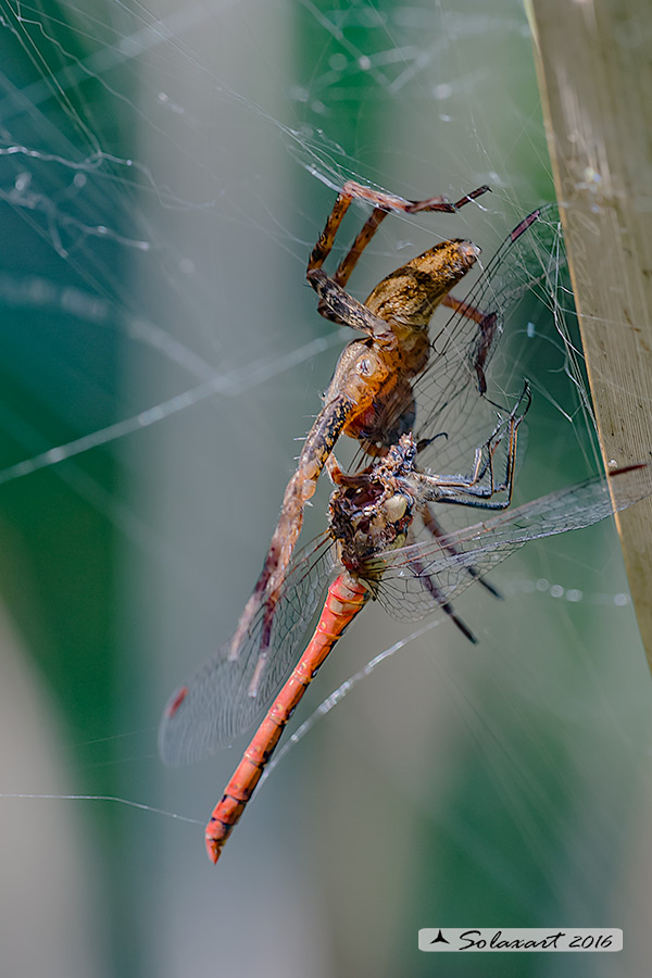 Dolomedes_sp