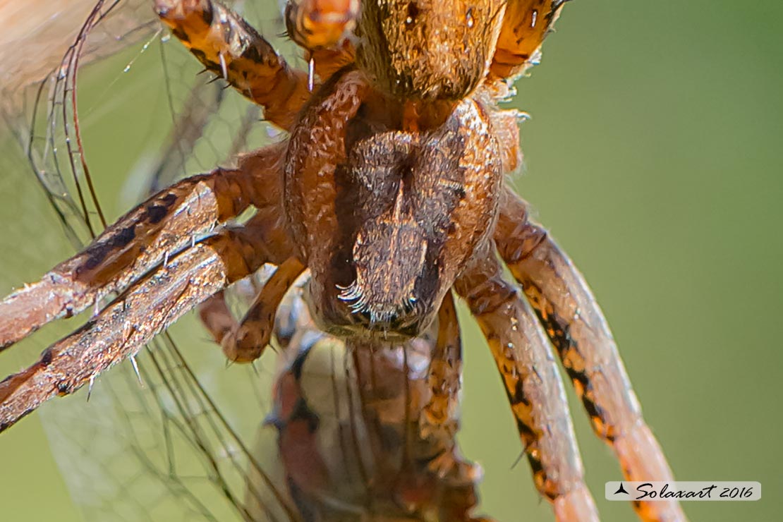 Dolomedes_sp