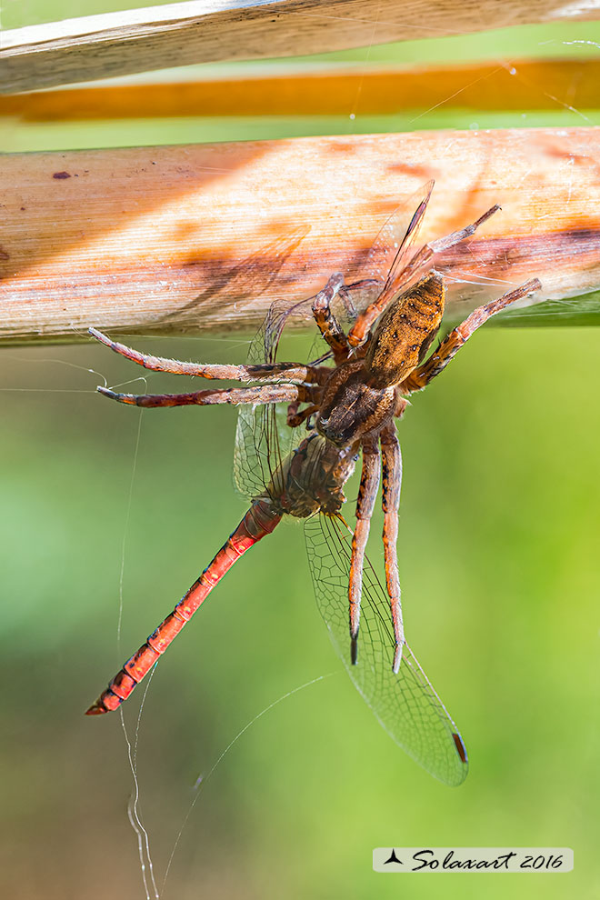 Dolomedes_sp