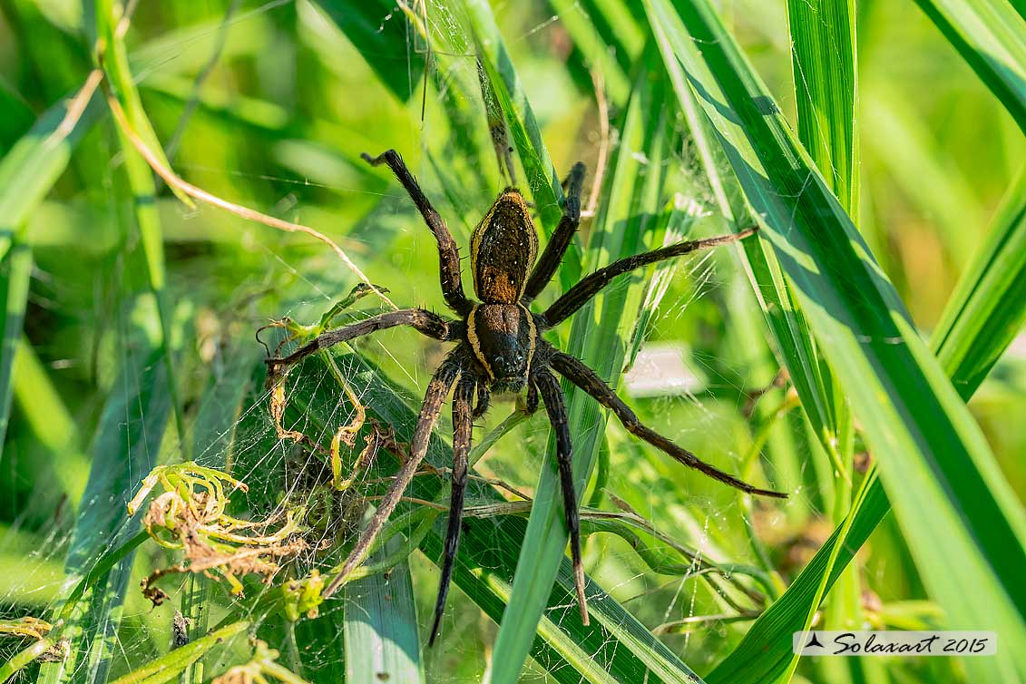 Dolomedes_sp