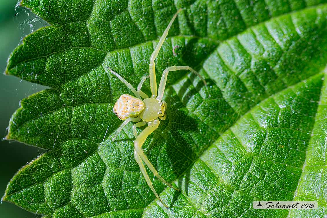 Ebrechtella tricuspidata ( maschio)