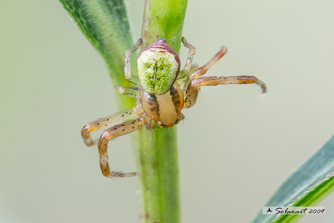 Ebrechtella tricuspidata (giovane maschio)