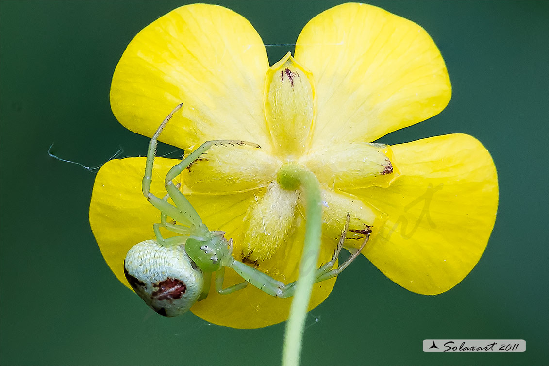 Ebrechtella tricuspidata