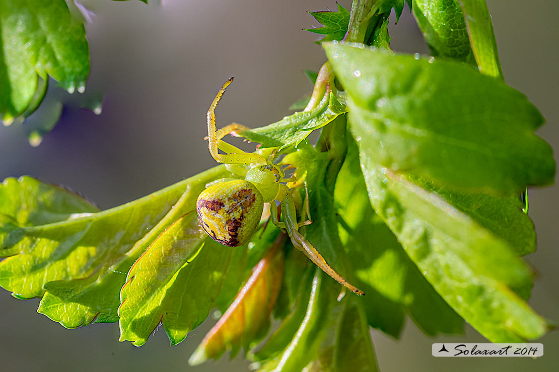 Ebrechtella tricuspidata 