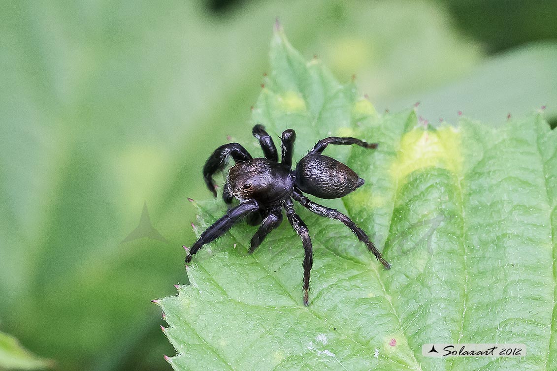 Evarcha arcuata  -  (generic: jumping spider)