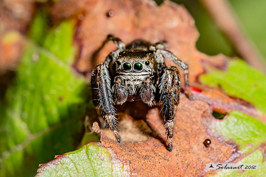 Evarcha arcuata  -  (generic: jumping spider)